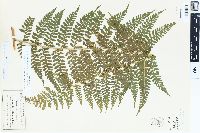 Dennstaedtia rubiginosa image