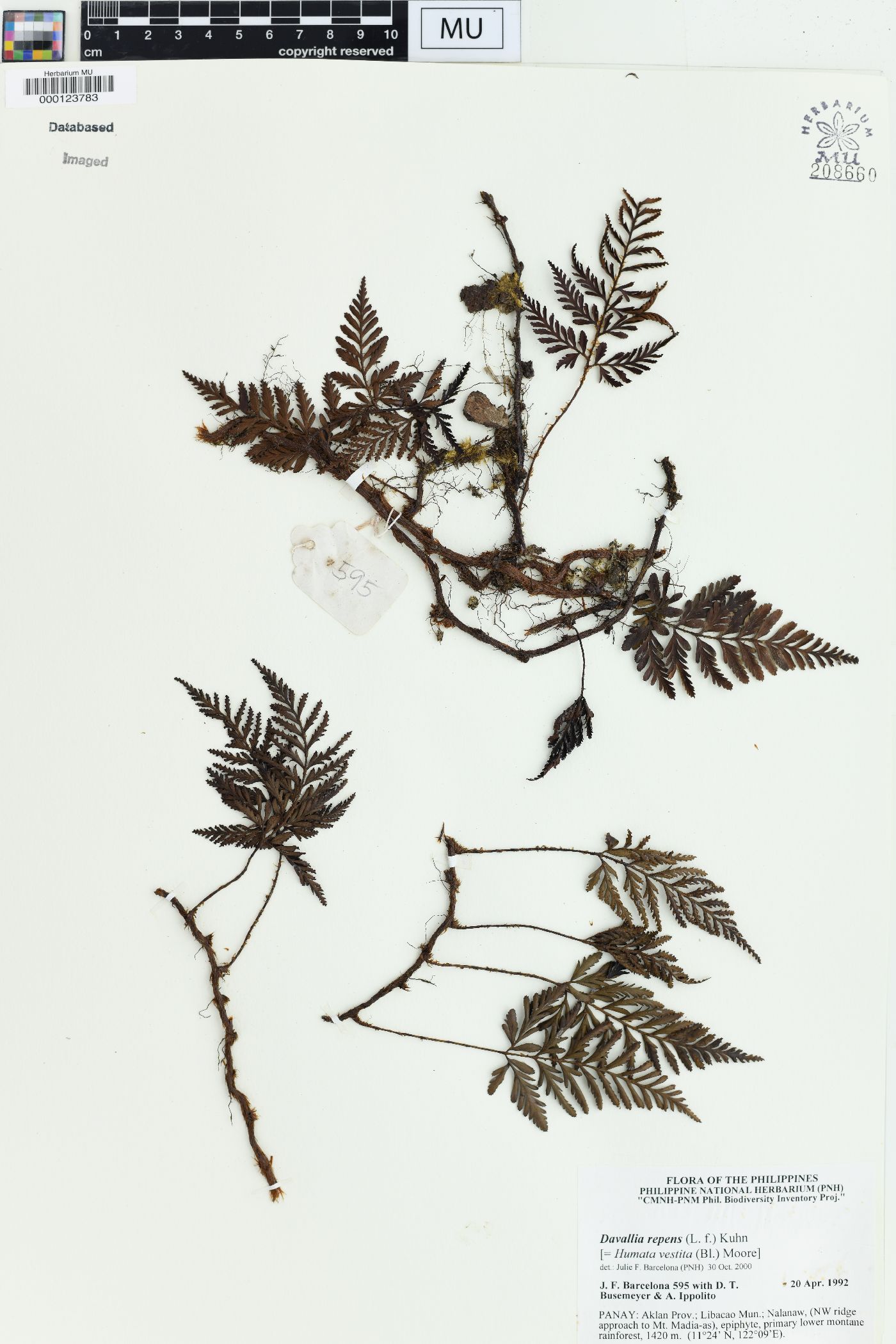 Davallia repens image