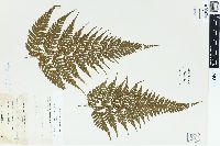 Dennstaedtia appendiculata image