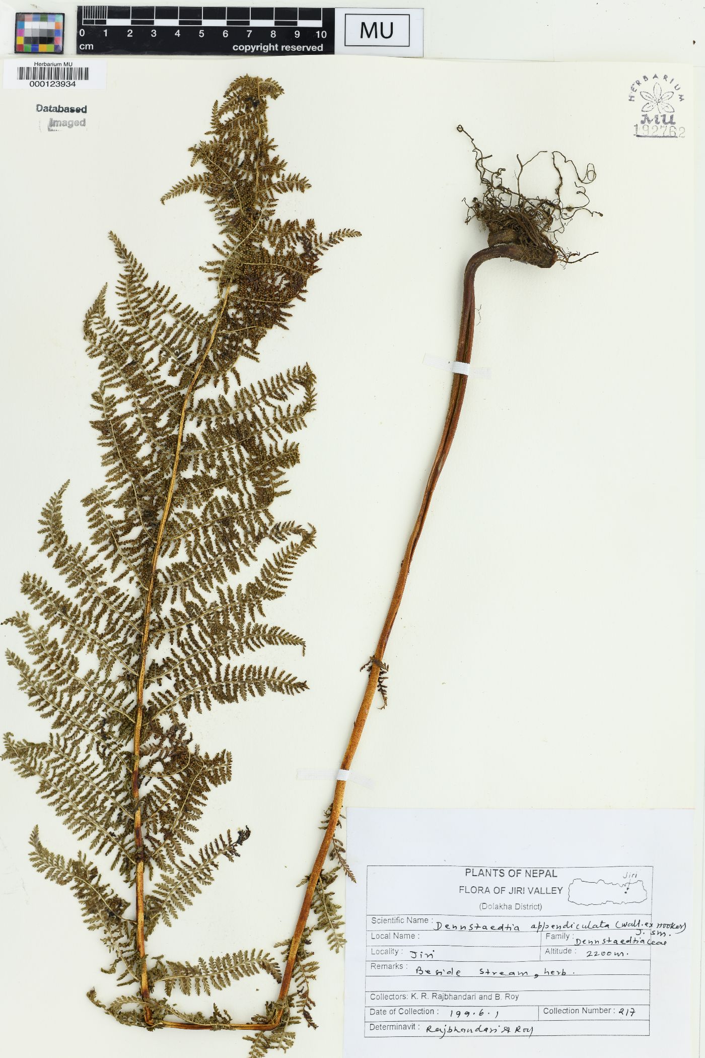 Dennstaedtia appendiculata image