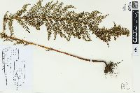 Dennstaedtia appendiculata image