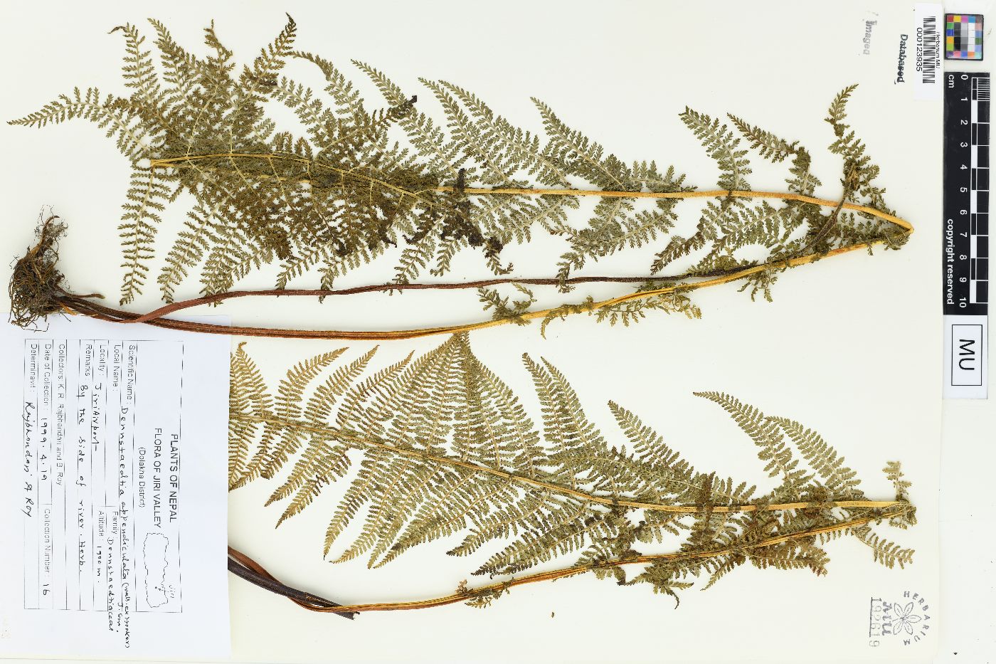 Dennstaedtia appendiculata image