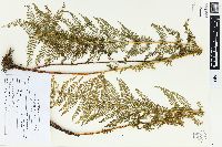 Dennstaedtia appendiculata image