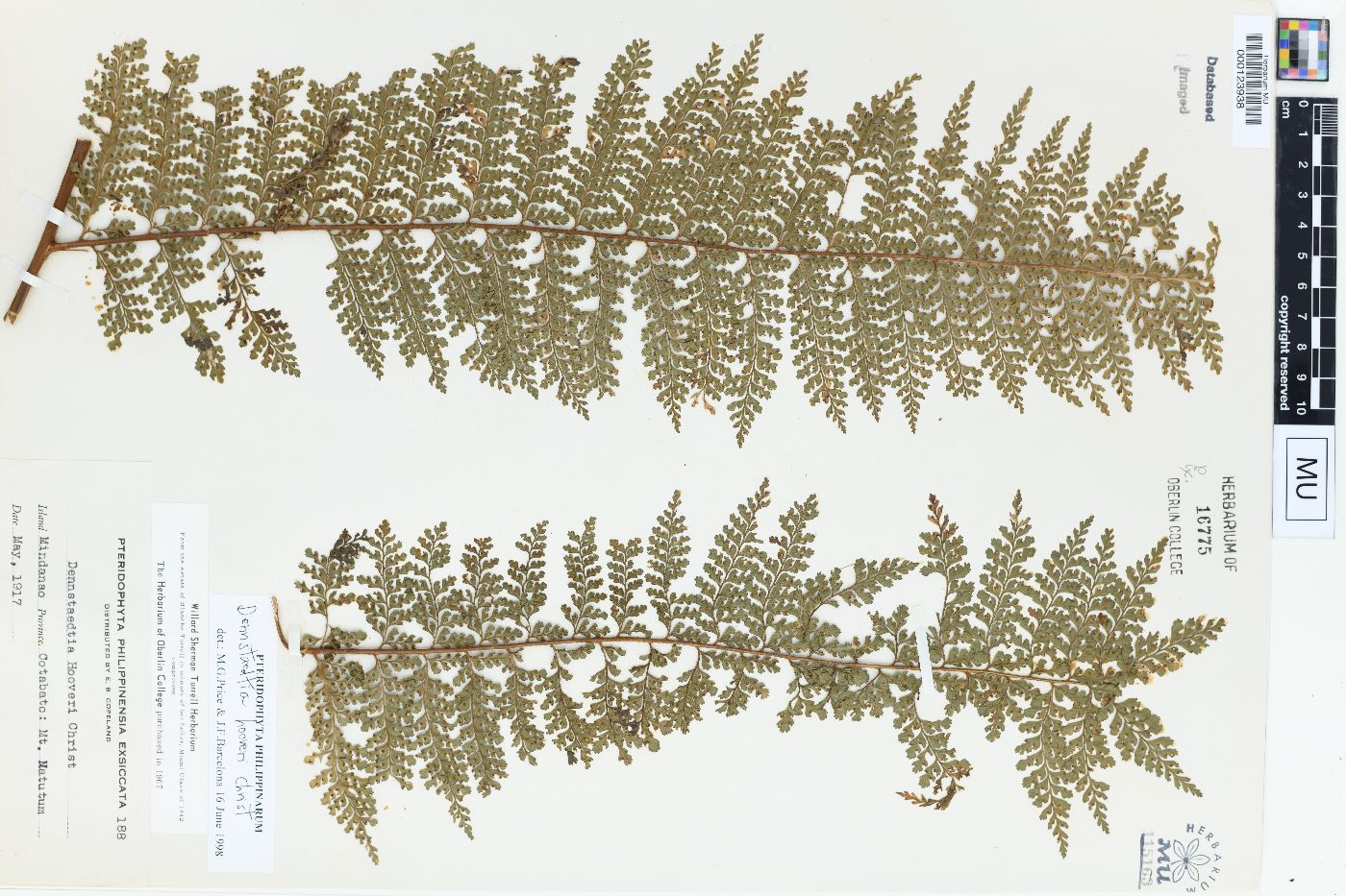 Dennstaedtia hooveri image