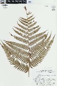 Dennstaedtia smithii image