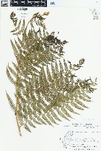 Dennstaedtia smithii image