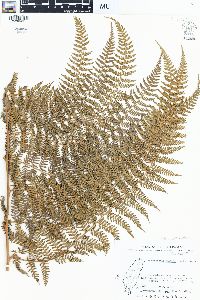 Dennstaedtia smithii image