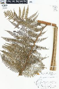 Dennstaedtia smithii image