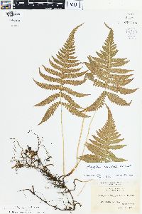 Dryopteris phegopteris image