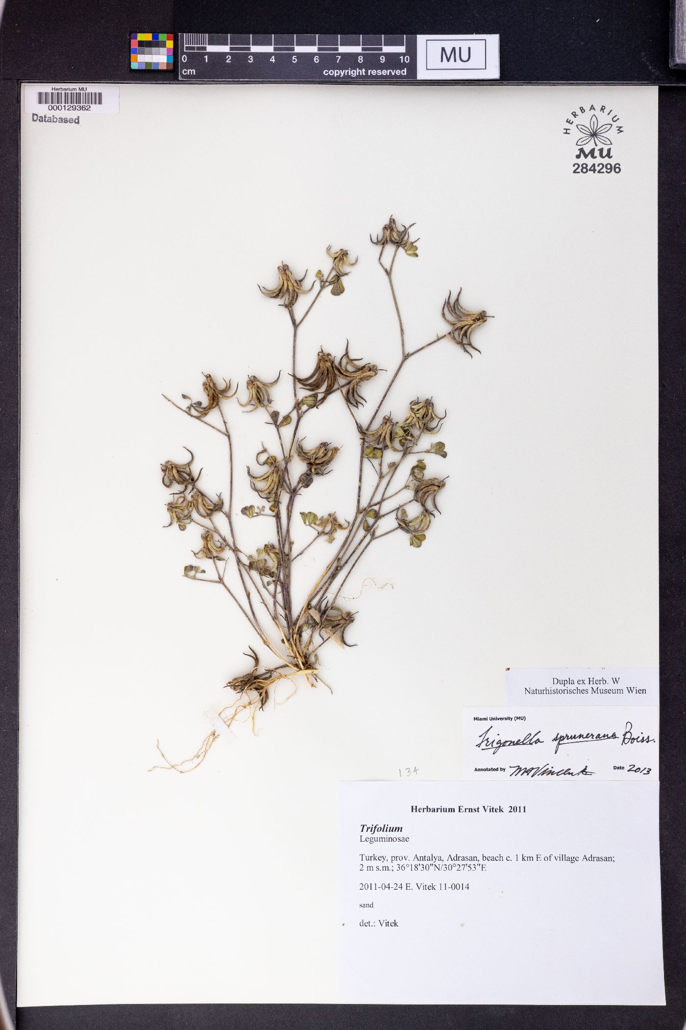 Trigonella spruneriana image