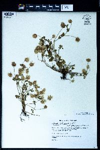 Trifolium nigrescens image