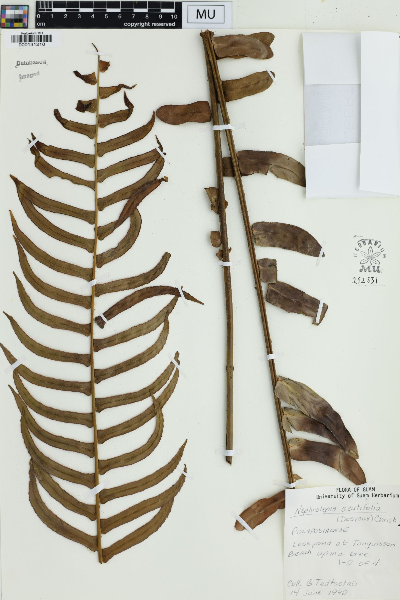 Nephrolepis acuminata image