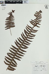Nephrolepis exaltata image