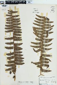 Nephrolepis exaltata image