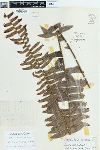 Nephrolepis exaltata image