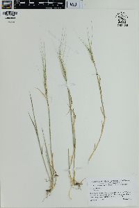 Aegilops triuncialis image