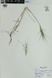 Aegilops triuncialis image
