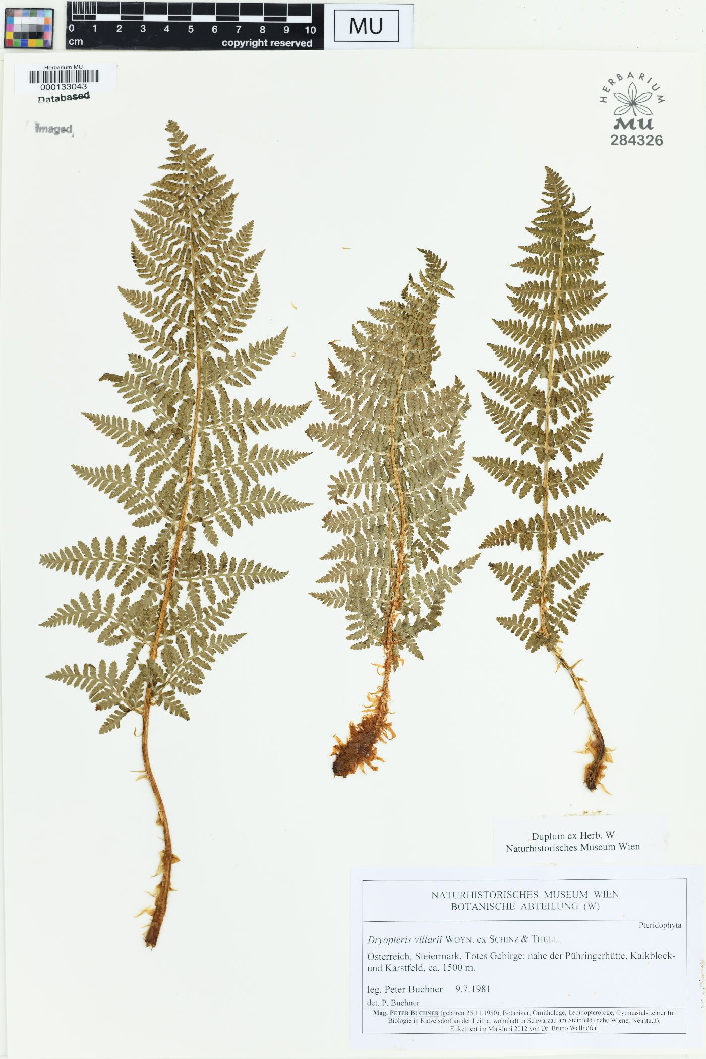 Dryopteris mindshelkensis image