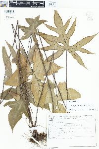 Doryopteris patula image