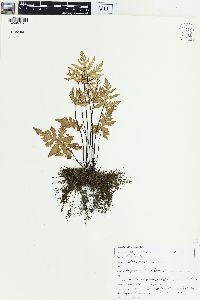 Doryopteris pedata image