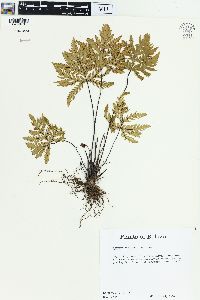 Doryopteris pedata image