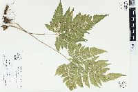 Dryopteris chaerophylloides image