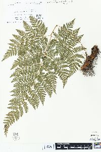 Dryopteris effusa image