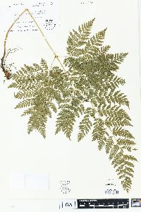 Dryopteris effusa image