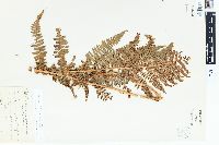 Dryopteris arguta image