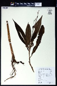 Pollia japonica image