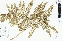 Dryopteris karwinskyana image