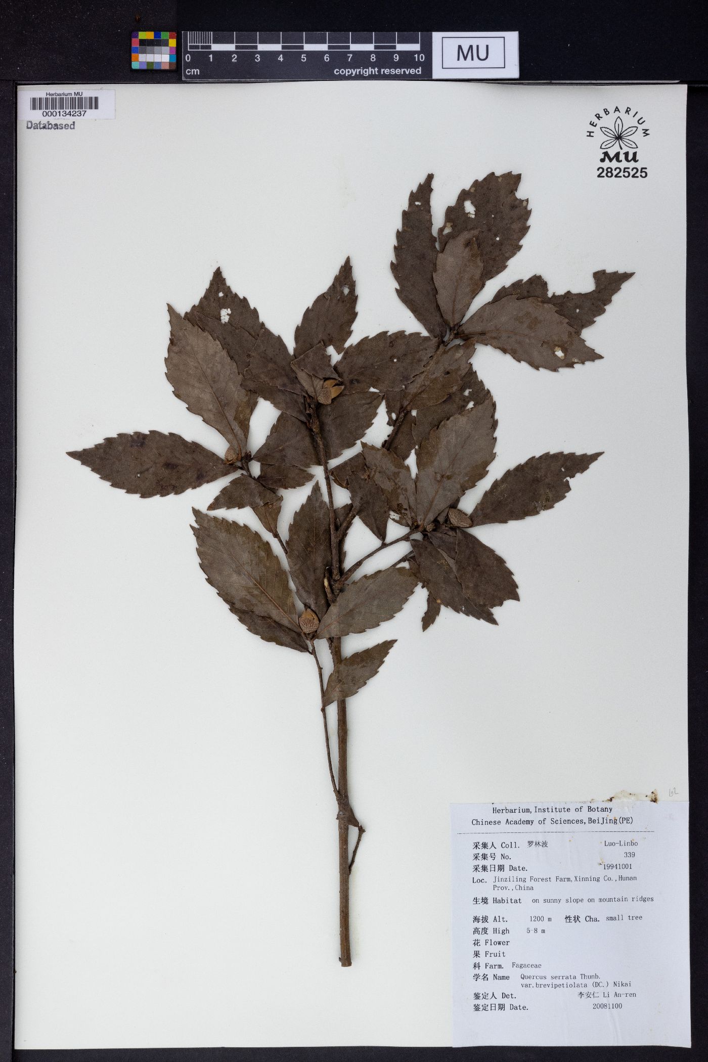 Quercus serrata var. brevipetiolata image