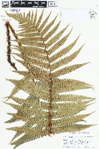 Dryopteris paleacea image