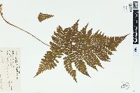 Dryopteris patula image