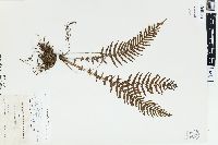 Dryopteris opposita image