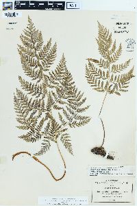 Dryopteris patula image