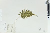 Dryopteris patens image