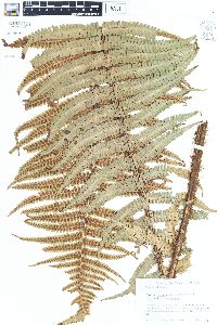 Dryopteris wallichiana image