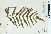 Dryopteris tetragona image