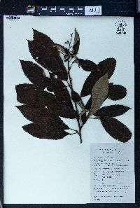 Meliosma cuneifolia image