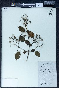 Premna microphylla image