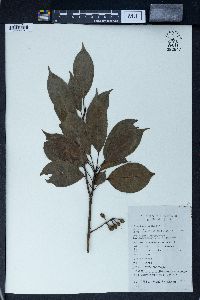 Elaeocarpus japonicus image