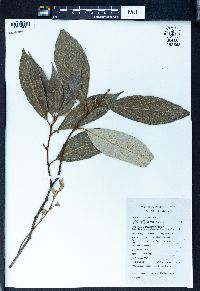 Styrax suberifolius image