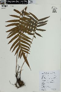 Blechnum orientale image