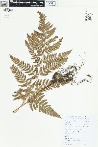 Dryopteris fuscipes image