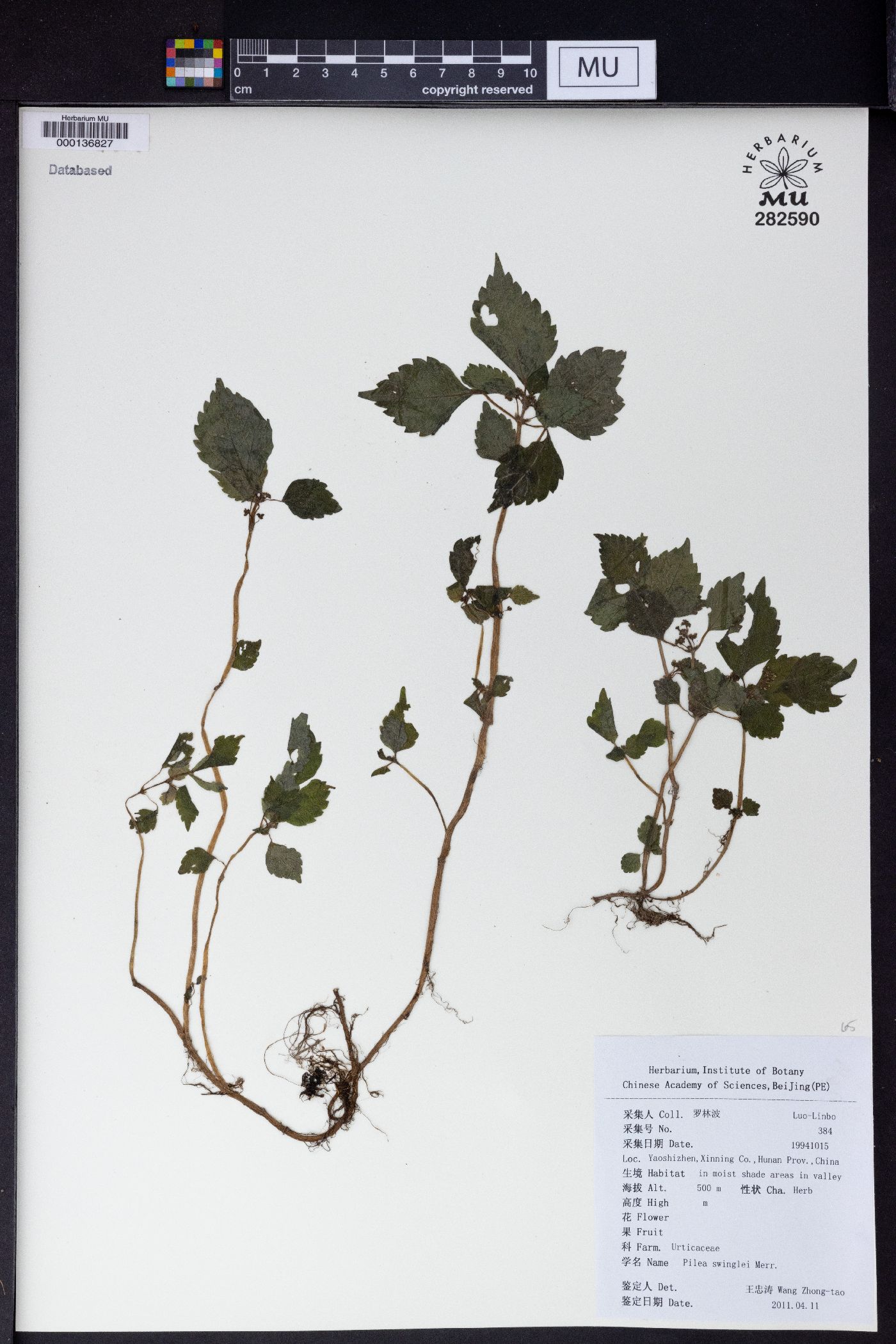 Pilea swinglei image