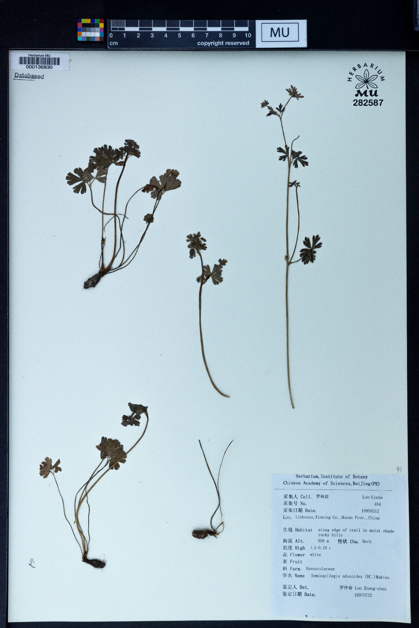 Semiaquilegia image