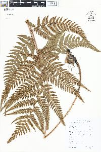 Dryopteris fuscipes image