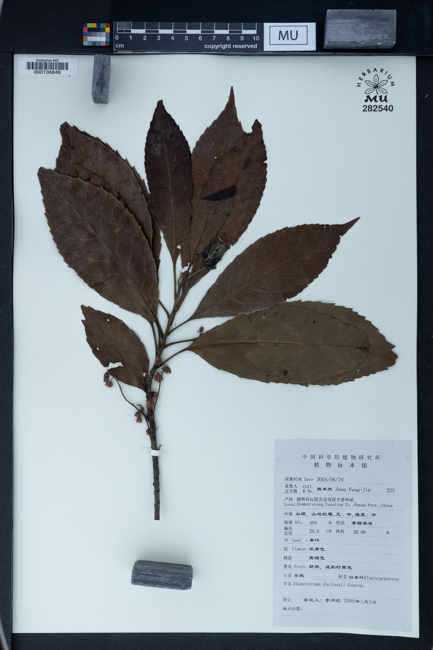 Elaeocarpus duclouxii image