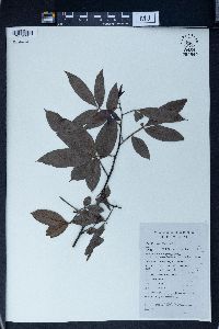 Zanthoxylum armatum image